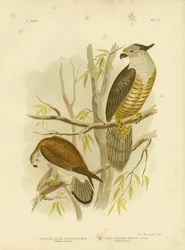 Nankeen-Falke oder Australischer Falke, 1891